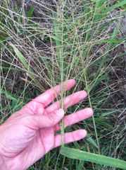 Leptochloa mucronata