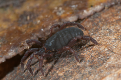 Leptopsalis