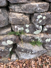 Woodsiaceae