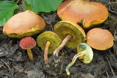 Xerocomellus ripariellus