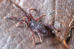 Leptopsalis