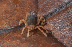 Leptopsalis