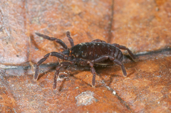 Leptopsalis