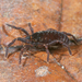 Leptopsalis - Photo (c) Gonzalo Giribet, some rights reserved (CC BY-NC), uploaded by Gonzalo Giribet