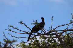 Ortalis squamata