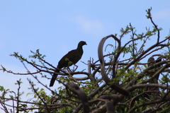 Ortalis squamata