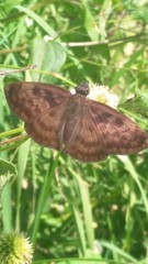 Pellicia