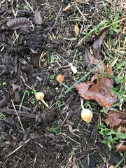 Agrocybe pediades