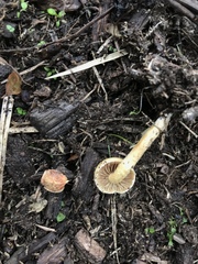 Agrocybe pediades