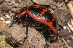 Platyphora congregata