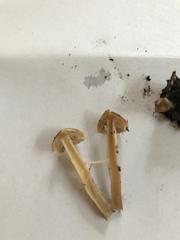 Agrocybe pediades