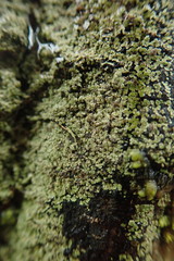 Pannaria implexa
