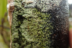 Pannaria implexa