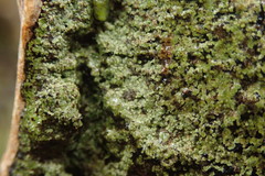 Pannaria implexa
