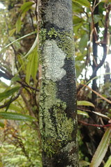 Pannaria implexa