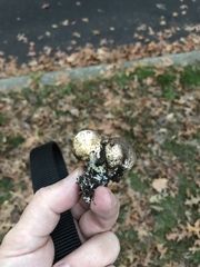 Scleroderma citrinum