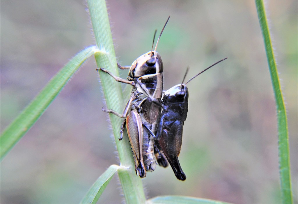 Boopedon diabolicum