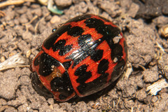 Platyphora congregata