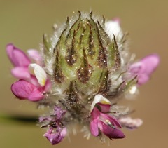 Dalea filiformis