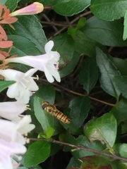Episyrphus balteatus