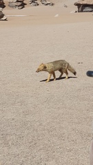 Lycalopex culpaeus andinus