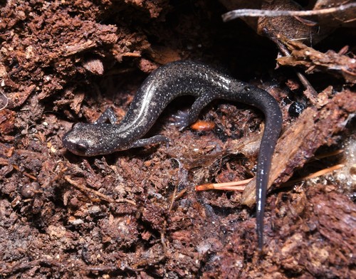Blacksburg Salamander