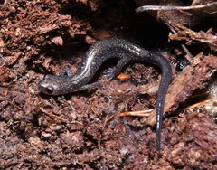 Plethodon jacksoni