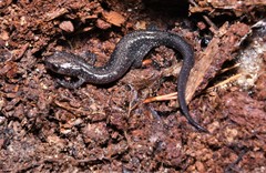 Plethodon jacksoni