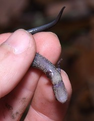 Plethodon jacksoni