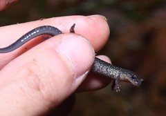 Plethodon jacksoni