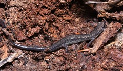 Plethodon jacksoni