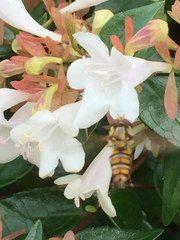 Episyrphus balteatus