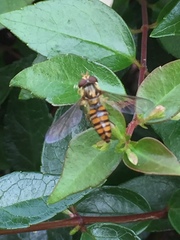Episyrphus balteatus