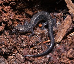 Plethodon jacksoni