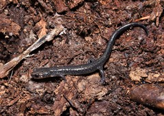 Plethodon jacksoni