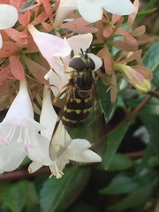 Dasysyrphus bilineatus