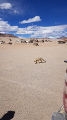 Lycalopex culpaeus andinus