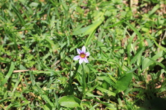 Sisyrinchium platense