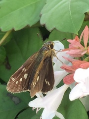 Parnara guttata