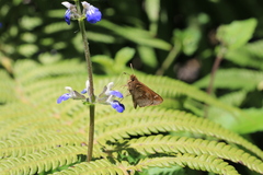 Cymaenes odilia