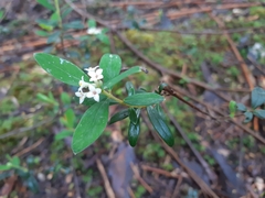 Pimelea drupacea