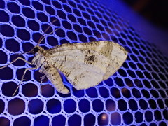 Stamnodes gibbicostata