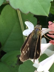 Parnara guttata