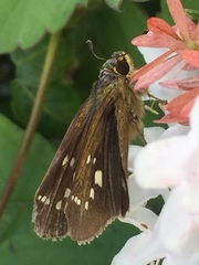 Parnara guttata