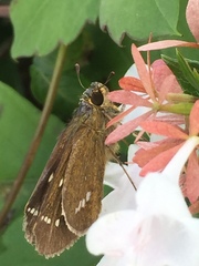 Parnara guttata