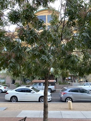 Pistacia chinensis