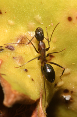 Camponotus barbaricus