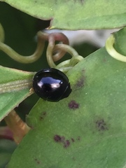 Cheilomenes sexmaculata