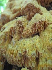 Pycnoporellus alboluteus