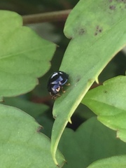 Cheilomenes sexmaculata
